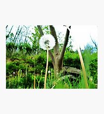Small World Photographic Print