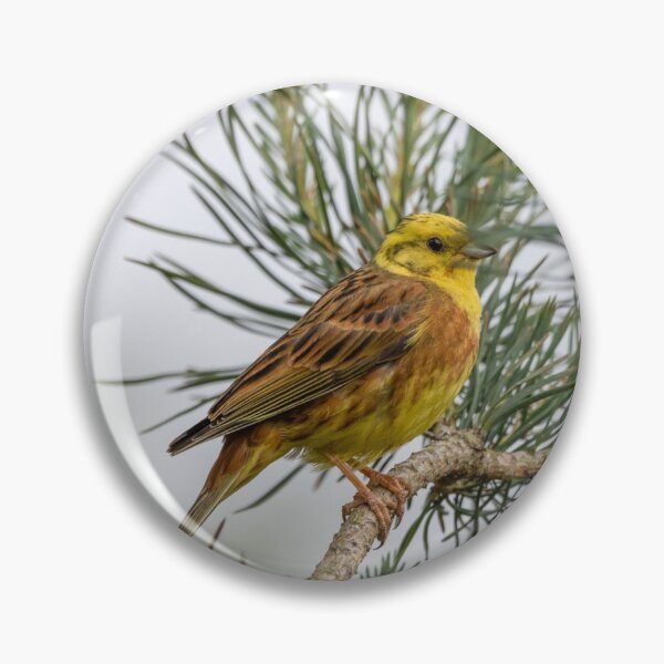 Item preview, Yellowhammer in Pine tree designed and sold by andyroberts64.
