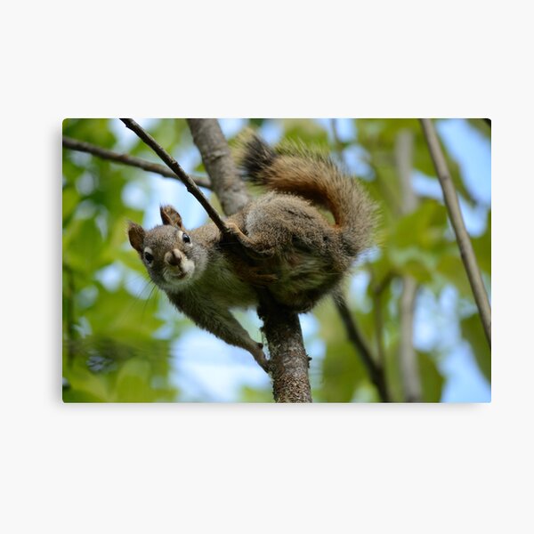 Squirrel In Greenery 2 Canvas Print
