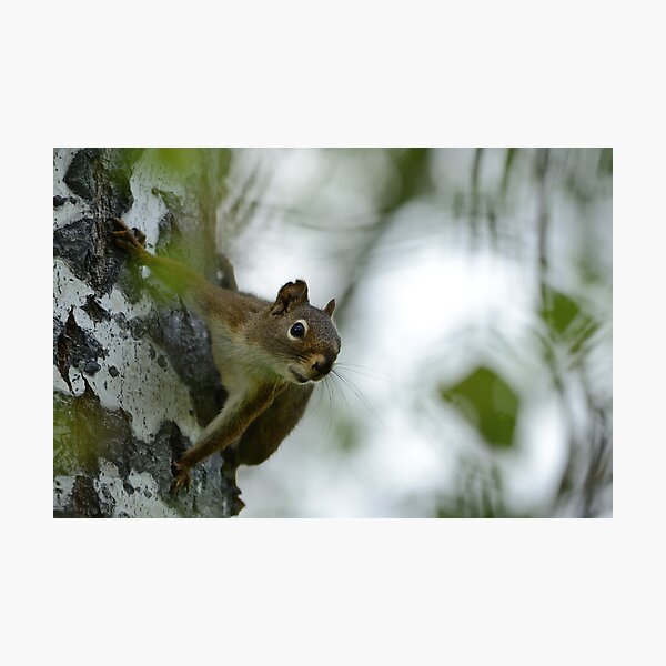 Spider Squirrel Photographic Print