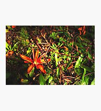 Broken flower Photographic Print