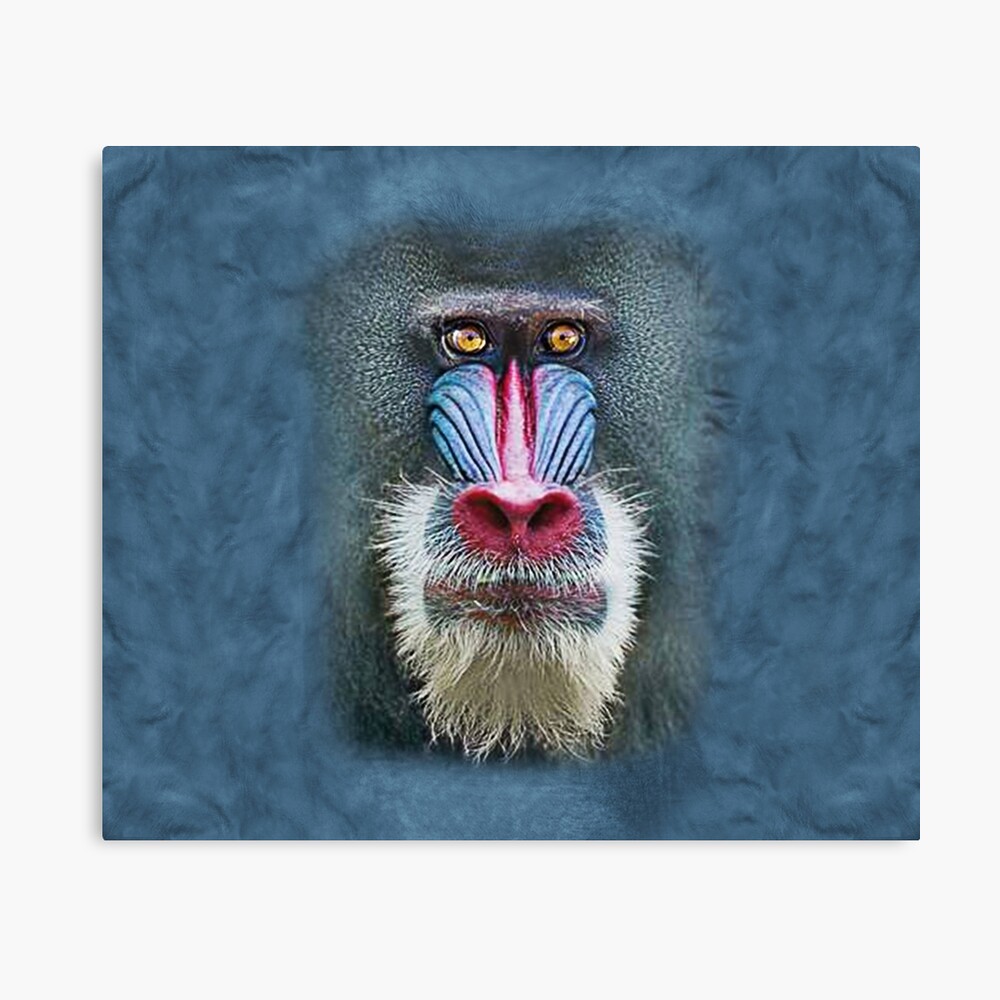 Mens Womens Cute Mandrill Baboon Face 3d Gift Lover Mandrill Baboon Poster By Odola Redbubble