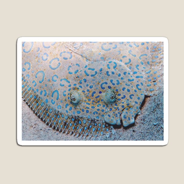 Item preview, Flounder designed and sold by Amy McDaniel.