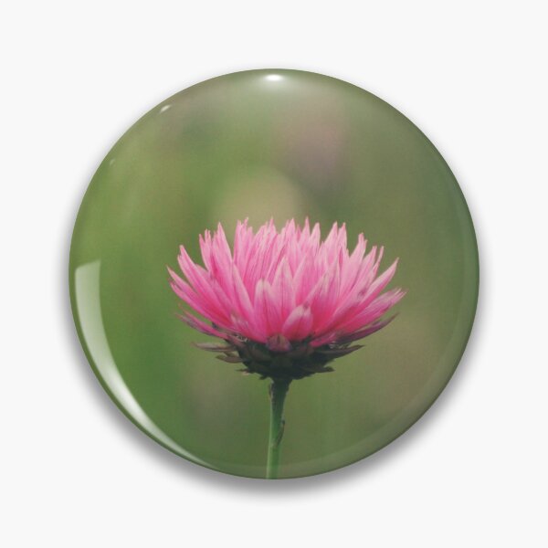 Item preview, Retro Pink Everlasting Daisy designed and sold by Cloudlingpics.
