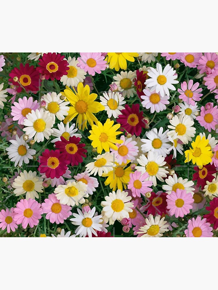 Coloured Daisy Flowers by carlarmes