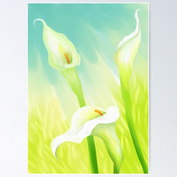 Calla flowers Poster