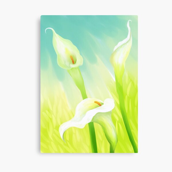 Calla flowers Canvas Print