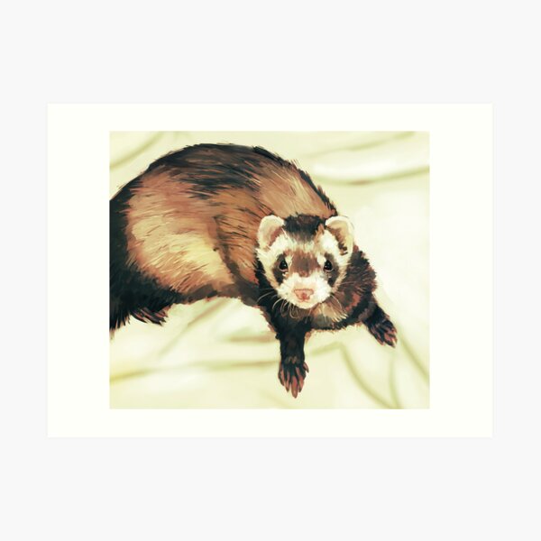 Ferret Art Print