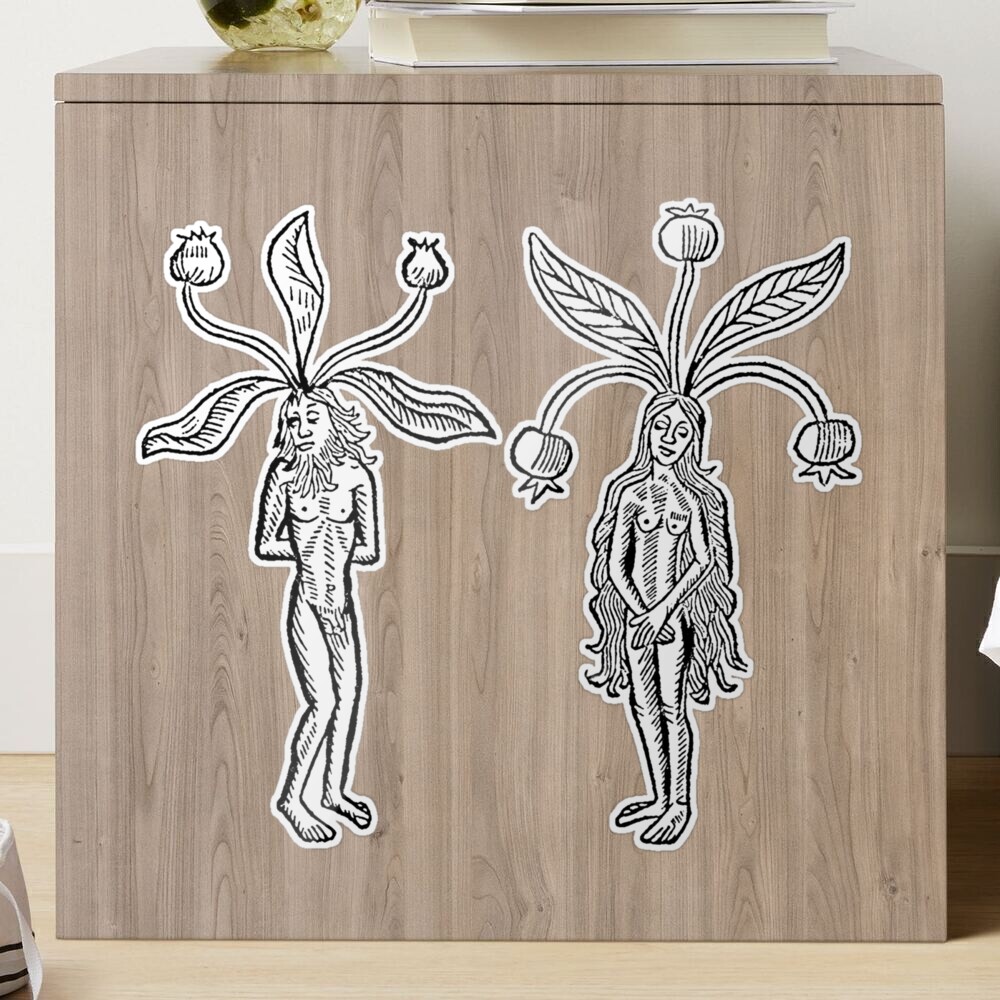 Male and Female Mandrake Woodcut - Medieval Botanical, Herbalism, Green  Witch, Plant Magic, Mandragora Mask for Sale by Sophie Curtis