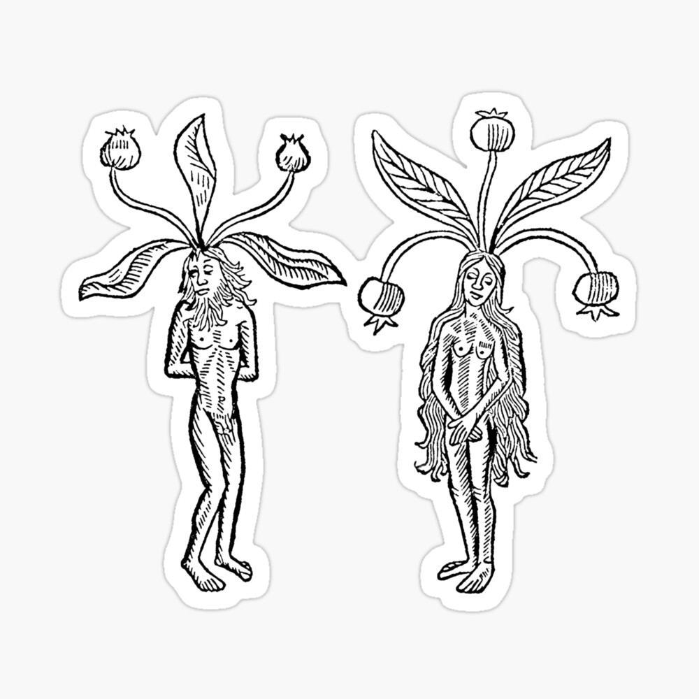 100 Mandrake Stock Illustrations