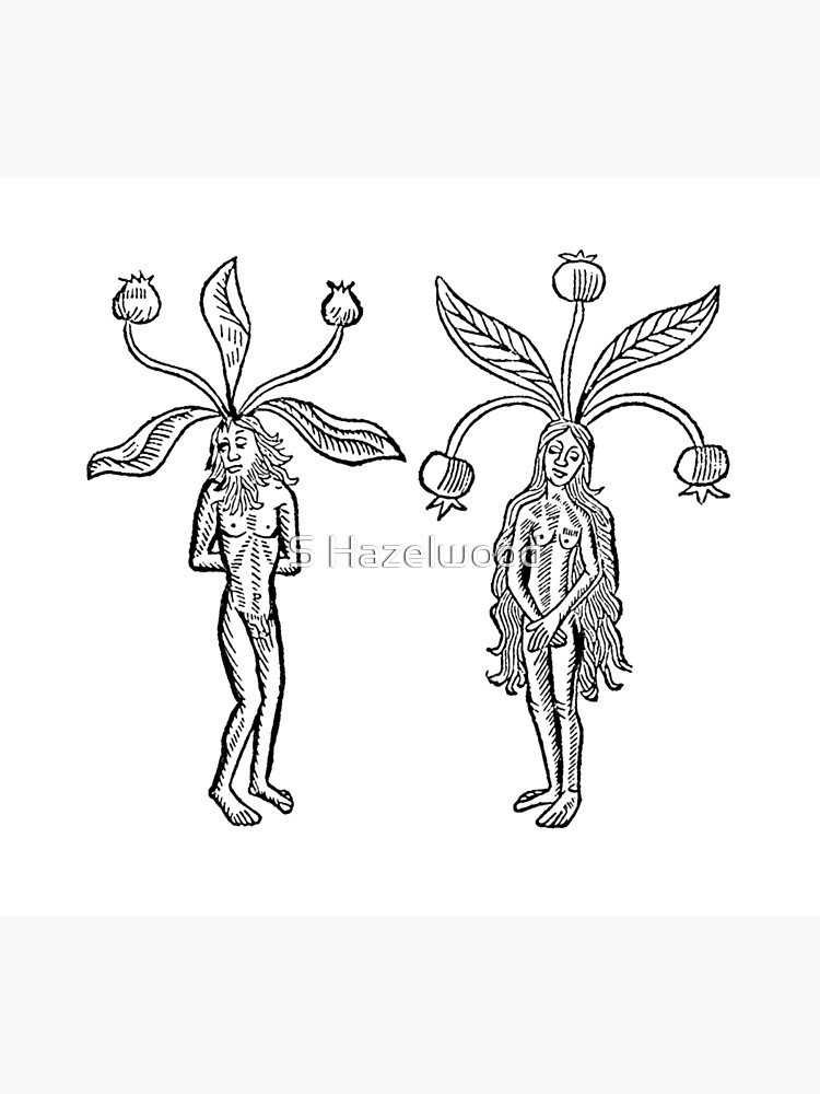 Desenho Manual De Mandrake. Ilustração Stock - Ilustração de wicca