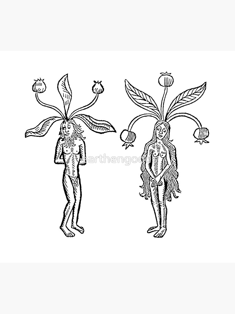 Desenho Manual De Mandrake. Ilustração Stock - Ilustração de wicca