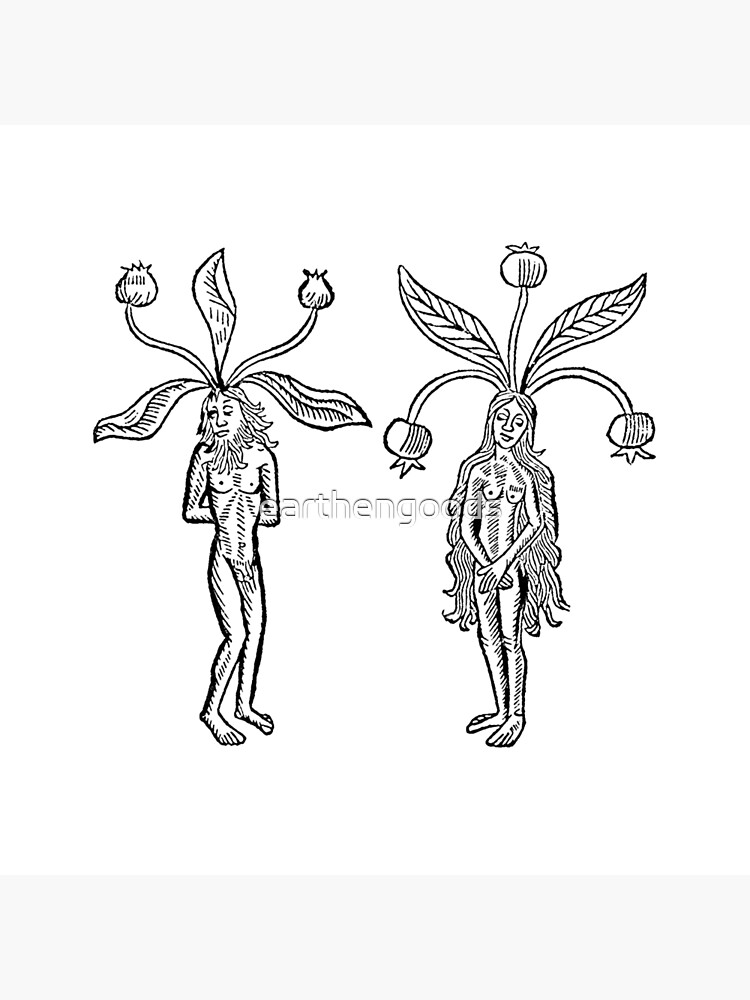 Female mandrake, 1491 free public domain image