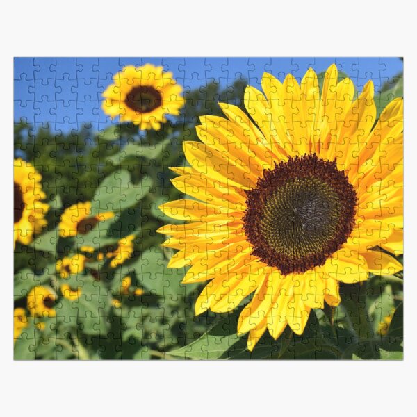 Sunflower Jigsaw Puzzle