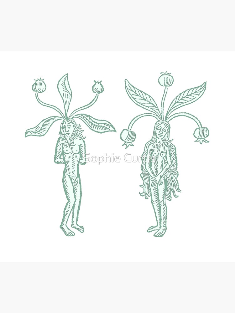 Mandrake Root Stock Illustrations – 250 Mandrake Root Stock