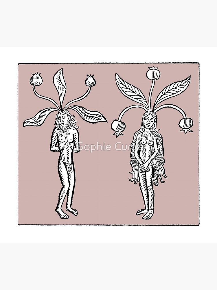 Male and Female Mandrake Woodcut - Medieval Botanical, Herbalism, Green  Witch, Plant Magic, Mandragora Mask for Sale by Sophie Curtis