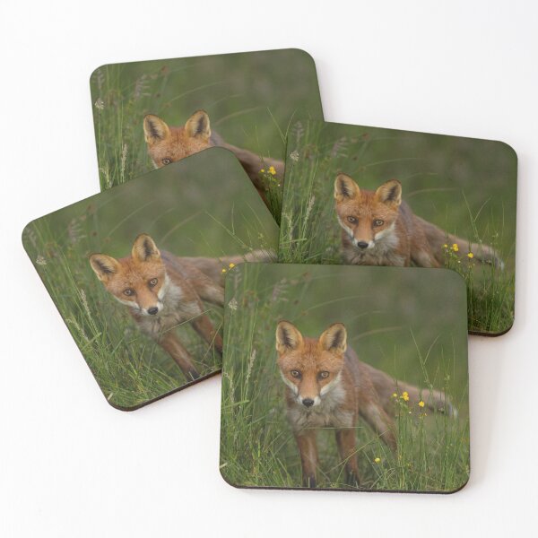 Item preview, A young fox having an evening walk, Scottish Borders designed and sold by yourscotborders.