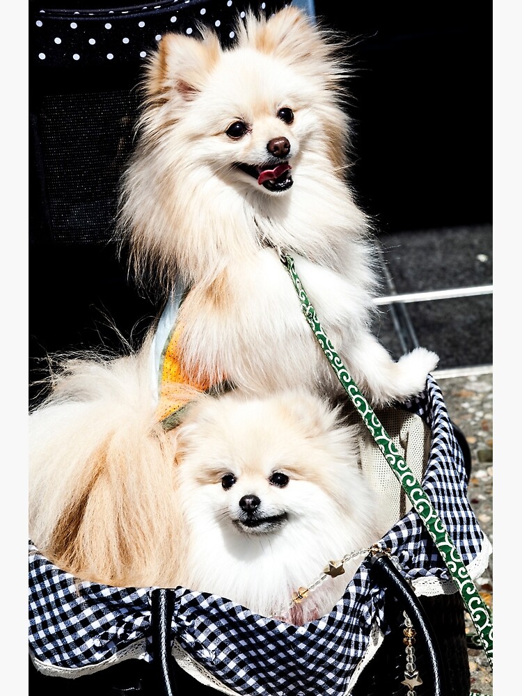 Japanese dogs at dog cafe, Tokyo, Japan Poster
