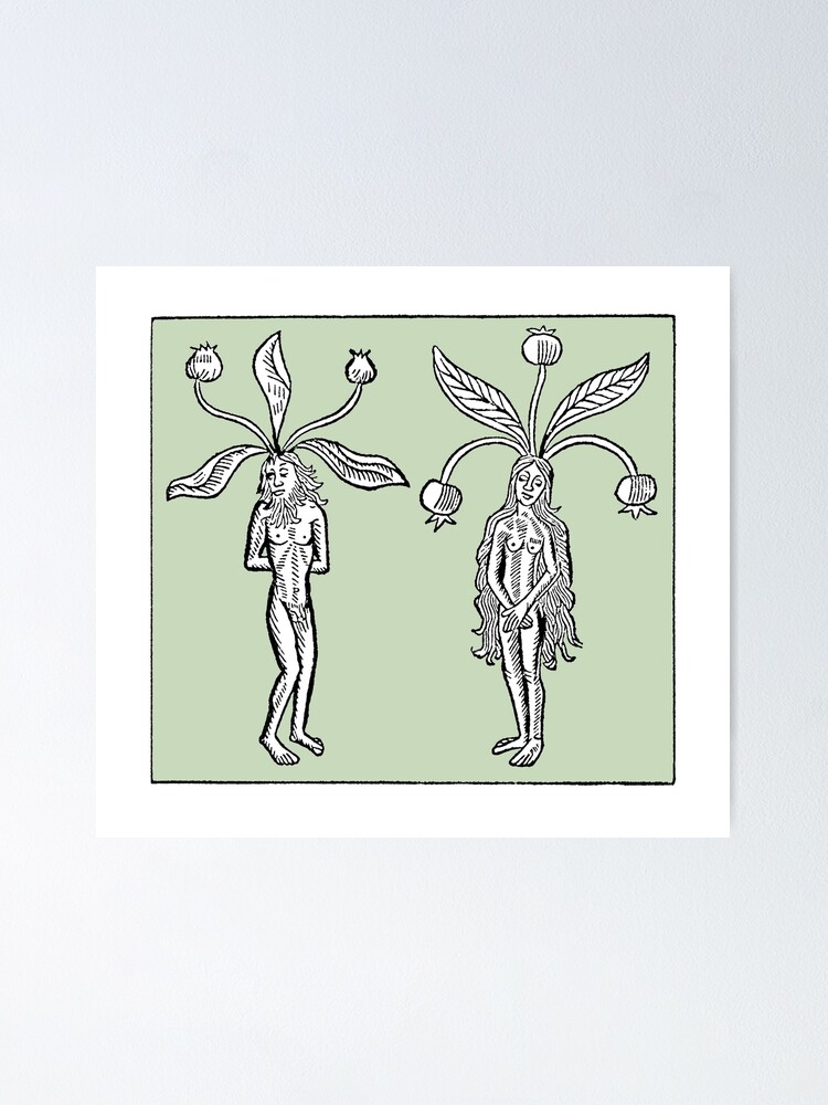 Male and Female Mandrake Woodcut - Medieval Botanical, Herbalism, Green  Witch, Plant Magic, Mandragora Mask for Sale by Sophie Curtis
