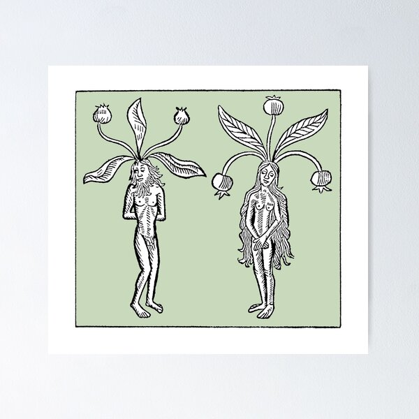 Male and Female Mandrake Woodcut - Medieval Botanical, Herbalism, Green  Witch, Plant Magic, Mandragora Mask for Sale by Sophie Curtis