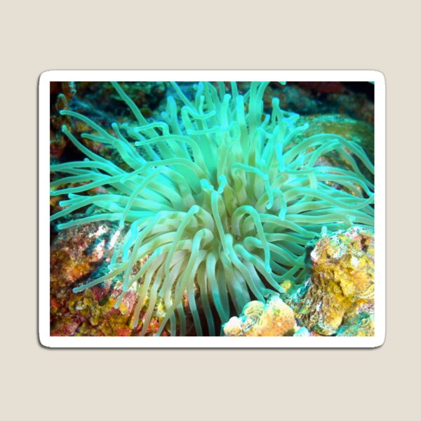 Item preview, Giant Green Sea Anemone designed and sold by Amy McDaniel.