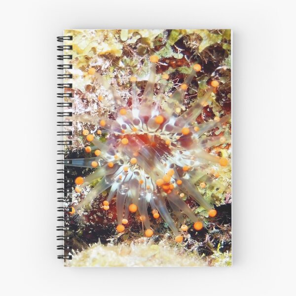 Item preview, Orange Club Tipped Sea Anemone designed and sold by Amy McDaniel.