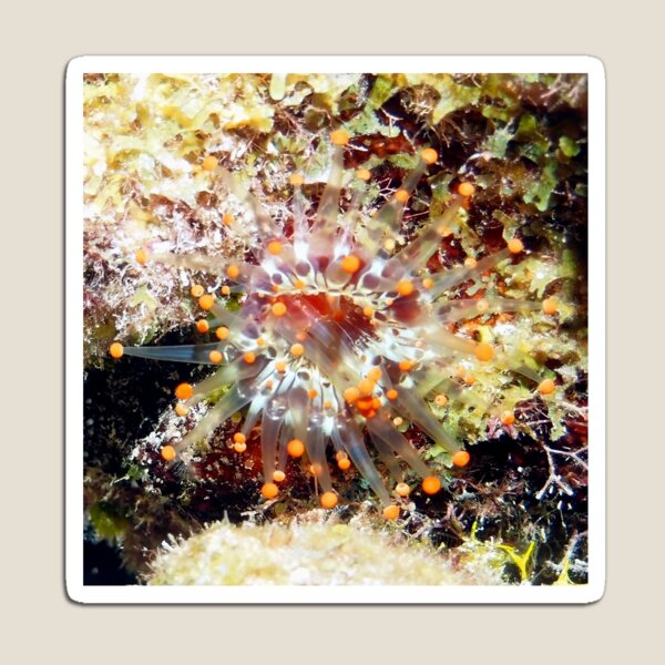 Item preview, Orange Club Tipped Sea Anemone designed and sold by Amy McDaniel.