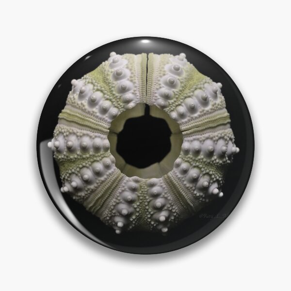 Item preview, Eucidaris tribuloides designed and sold by MotherOfUrchins.