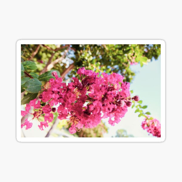 Crepe Myrtle II Sticker