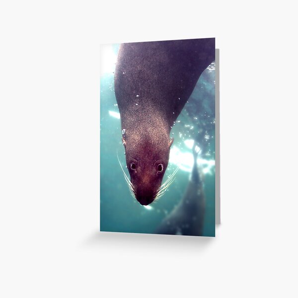 Fur Seal Greeting Card