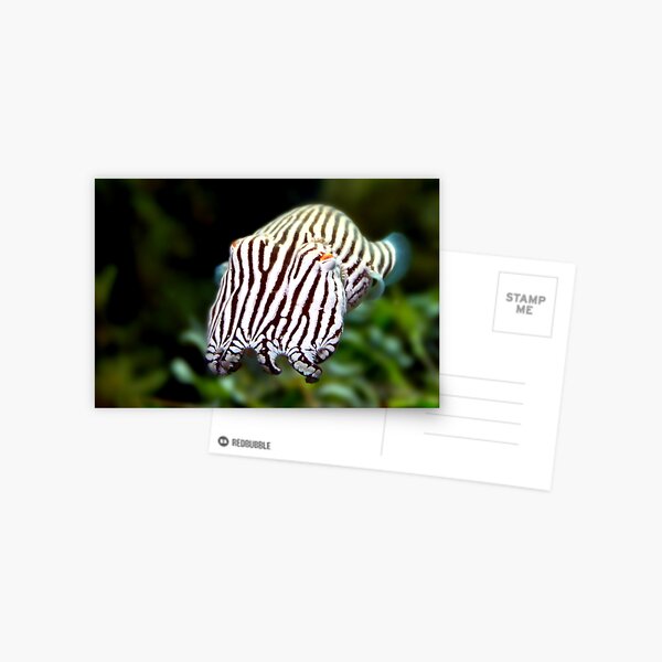 Striped Pyjama Squid Postcard