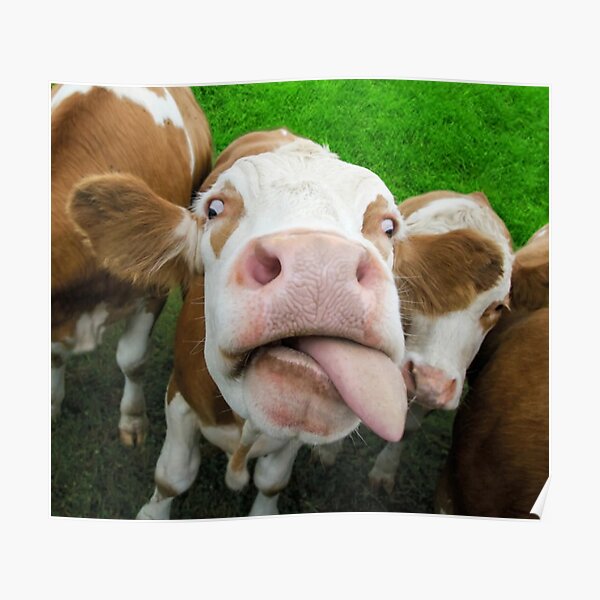 Funny Face Cow Sticking Out His Tongue Poster For Sale By Arct Shirts2018 Redbubble