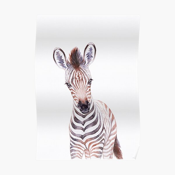 FREE SHIPPING ! ANIMALS ; ZEBRA FAMILY WITH BABY #PP0757 RW2 A POSTER 
