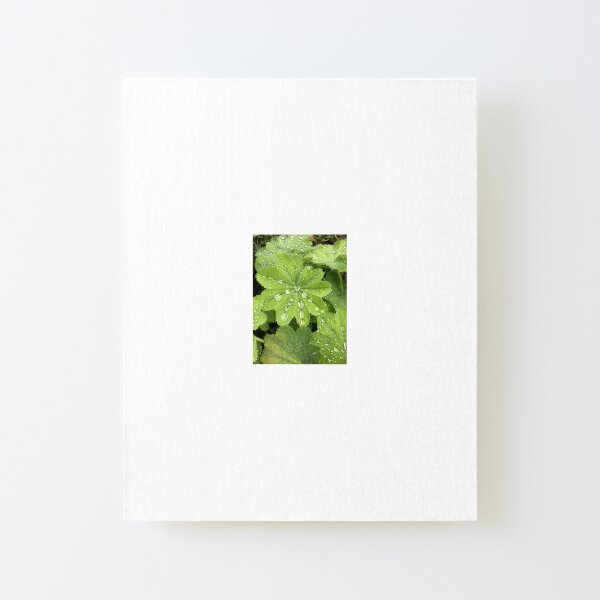 Raindrops On Alchemilla Mollis Canvas Mounted Print