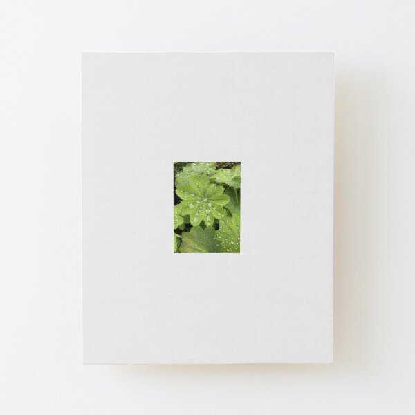 Raindrops On Alchemilla Mollis Wood Mounted Print