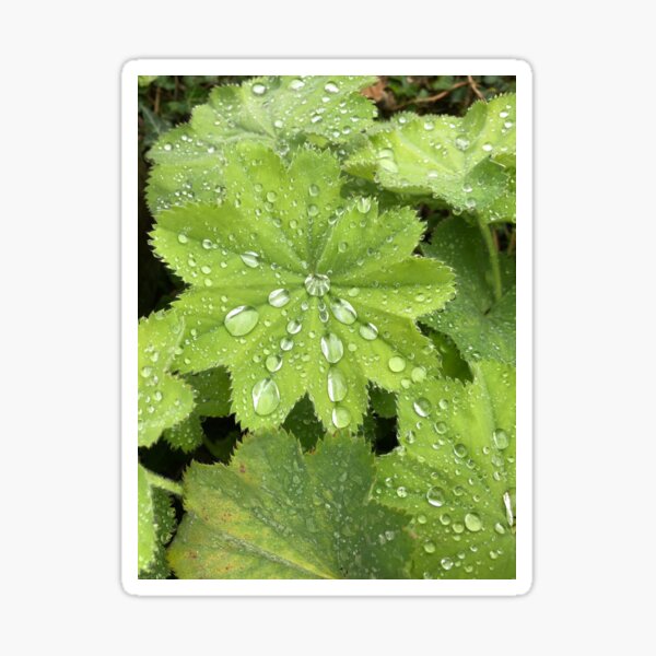Raindrops On Alchemilla Mollis Sticker