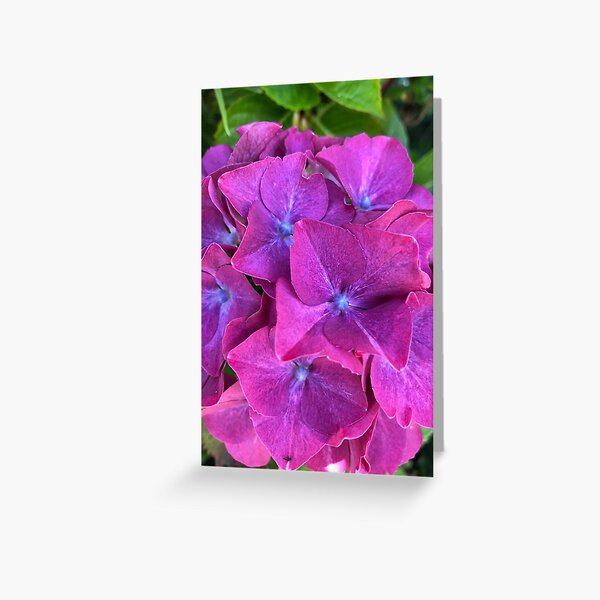 Pink and Purple Hydrangea Greeting Card