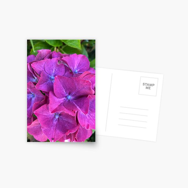 Pink and Purple Hydrangea Postcard