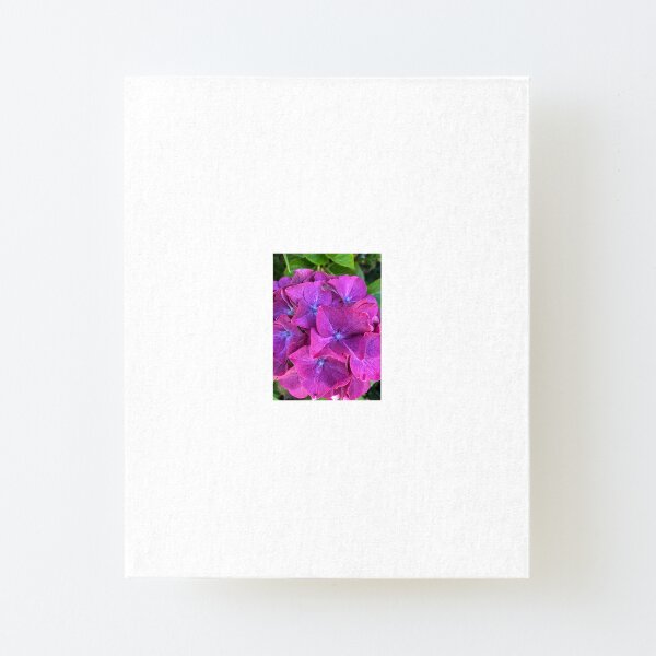 Pink and Purple Hydrangea Canvas Mounted Print