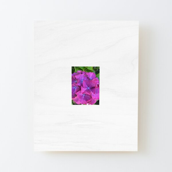Pink and Purple Hydrangea Wood Mounted Print