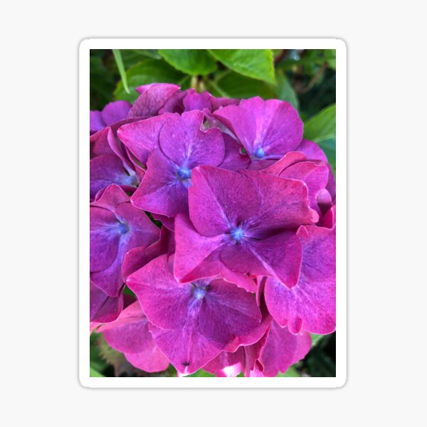 Pink and Purple Hydrangea Sticker