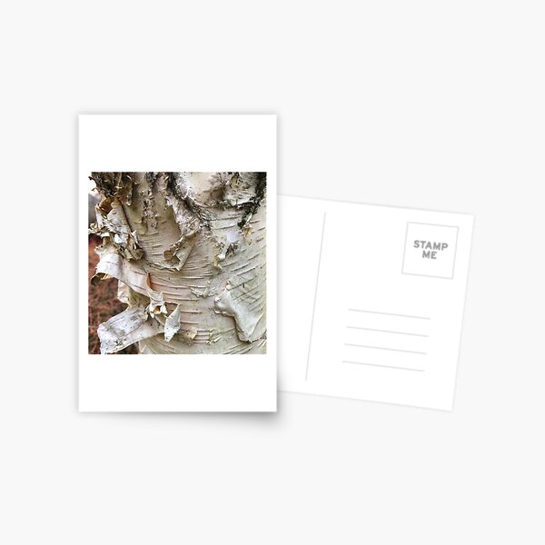 Peeling Bark Postcard