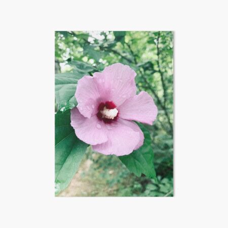 Summer Hibiscus Art Board Print