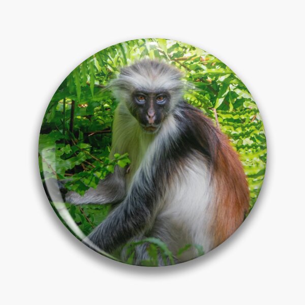 Item preview, Red Colobus Monkey of Zanzibar Island, Tanzania designed and sold by SafariByMarisa.