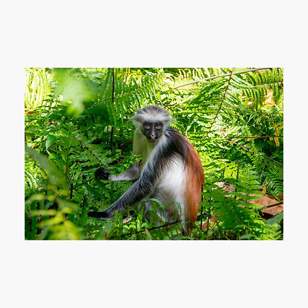 Item preview, Red Colobus Monkey of Zanzibar Island, Tanzania designed and sold by SafariByMarisa.