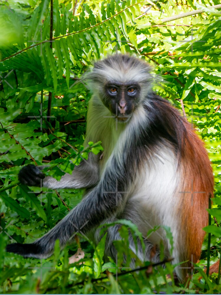 T shirt enfant for Sale avec l uvre Singe Colobus rouge de l