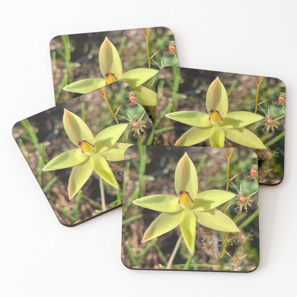 Item preview, Lemon Scented Sun Orchid designed and sold by MagsM.