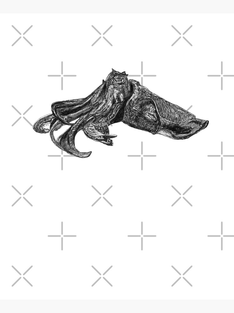 Clive the Cuttlefish by Wildcard-Sue
