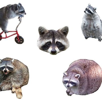 Cute Raccoon Pack Four Sticker for Sale by Sujkaa