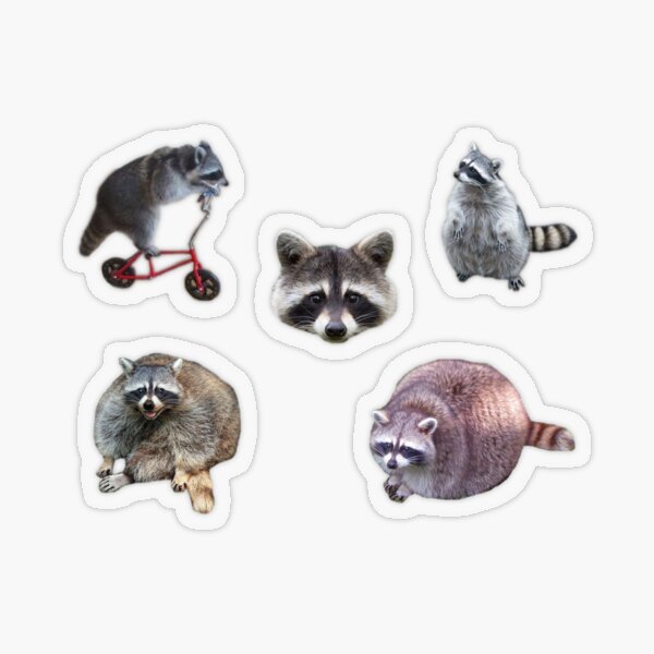 “Raccoon Pack” Sticker by lmmanning | Redbubble
